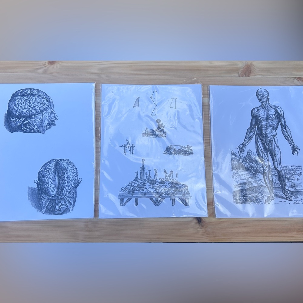 Set of 3 Andreas Vesalius Black & White Anatomy Medical Art Prints • New